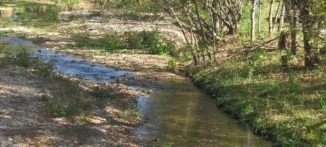 Fried Apples 'N' Onions Image